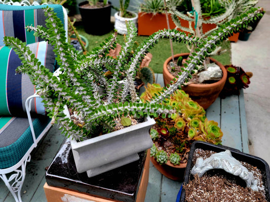 Alluaudia Procera - Madagascar Ocotillo - Massive - 10 Arms - 21"