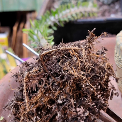 Alluaudia Procera - Madagascar Ocotillo