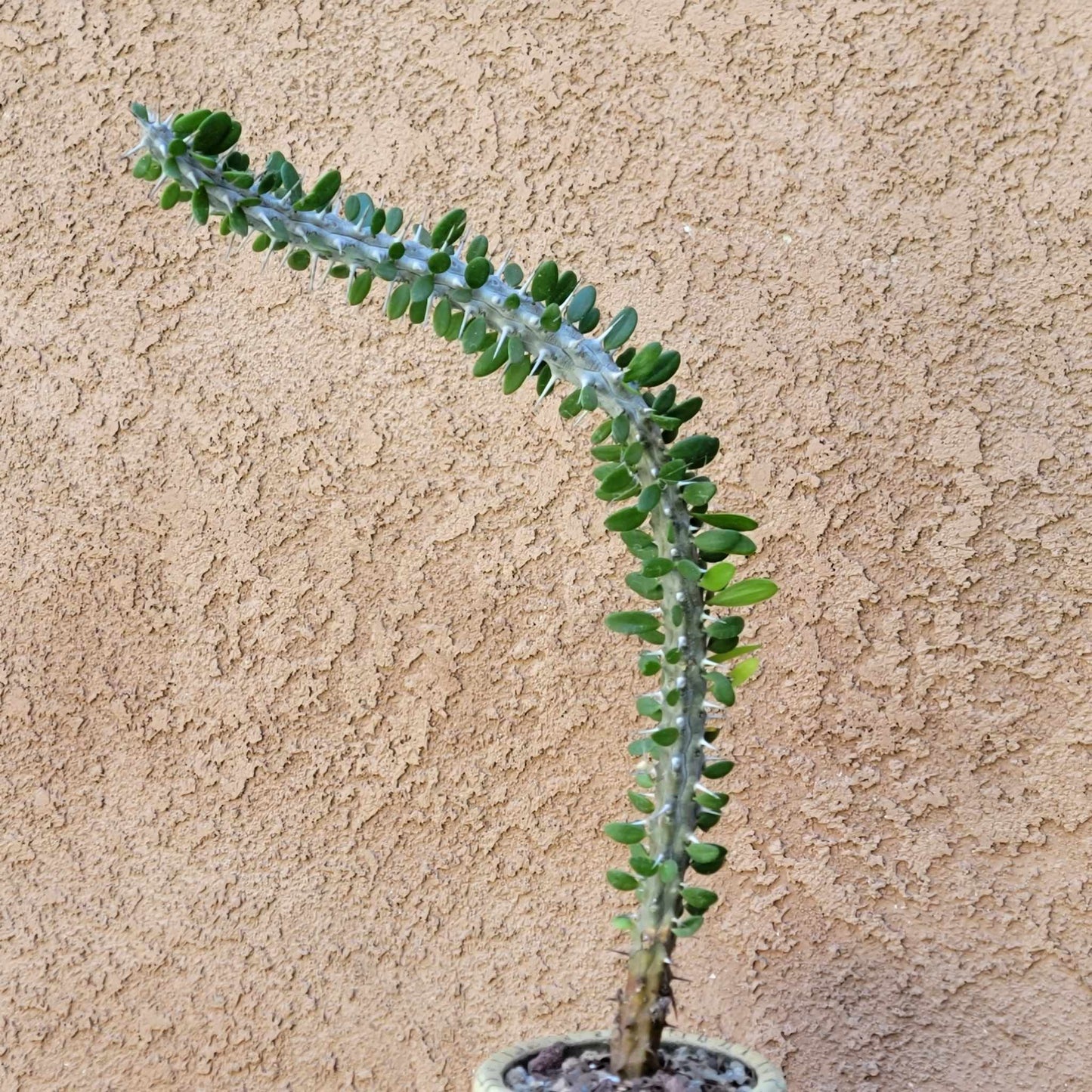 Alluaudia Procera - Madagascar Ocotillo