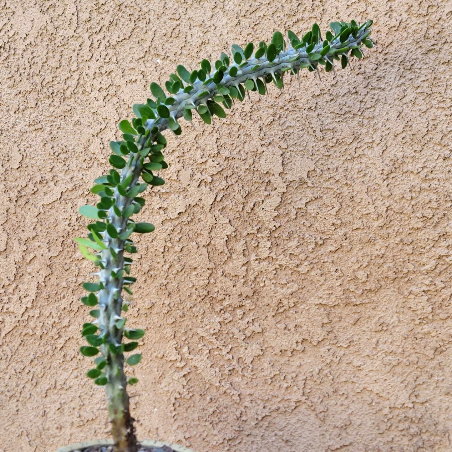 Alluaudia Procera - Madagascar Ocotillo