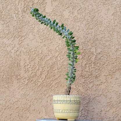 Alluaudia Procera - Madagascar Ocotillo