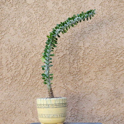 Alluaudia Procera - Madagascar Ocotillo