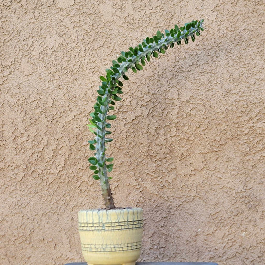 Alluaudia Procera - Madagascar Ocotillo