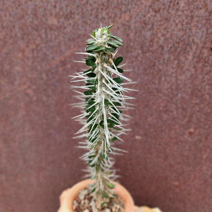 Alluaudia montagnacii