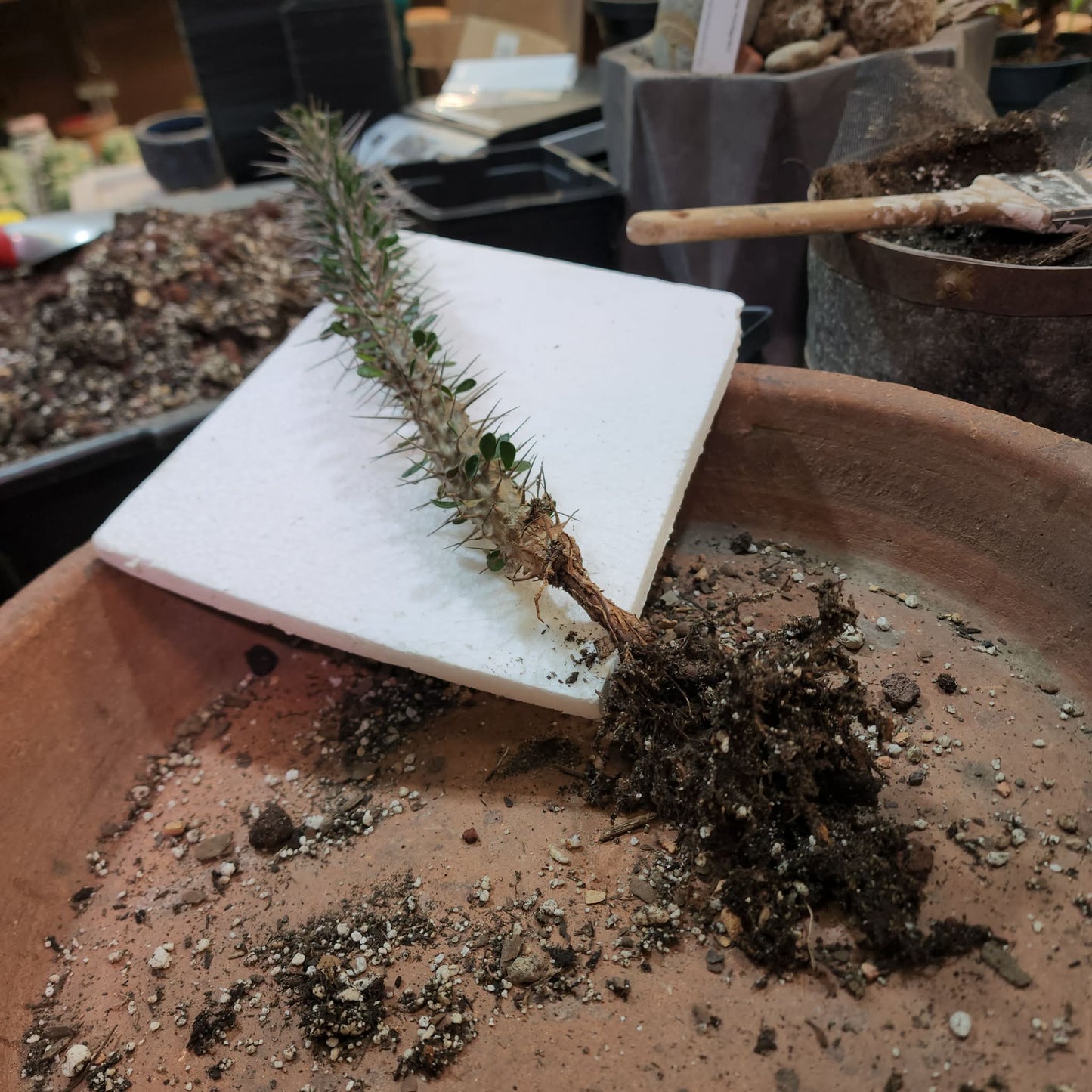 Alluaudia montagnacii