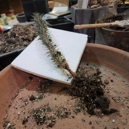 Alluaudia montagnacii