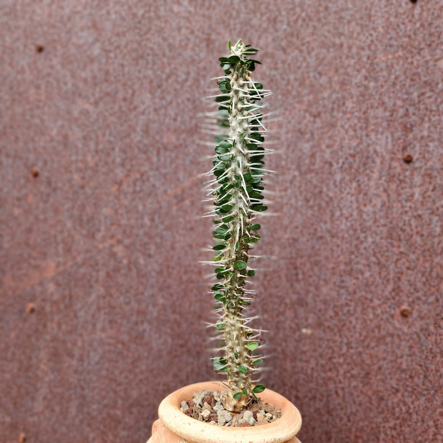 Alluaudia montagnacii