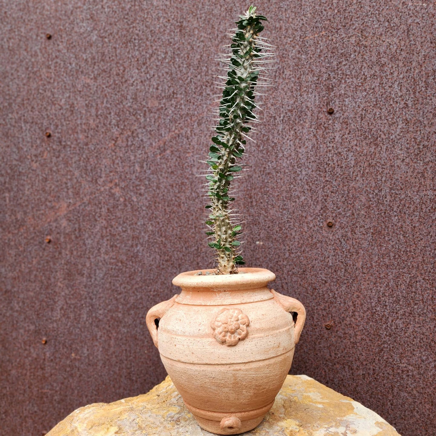 Alluaudia montagnacii