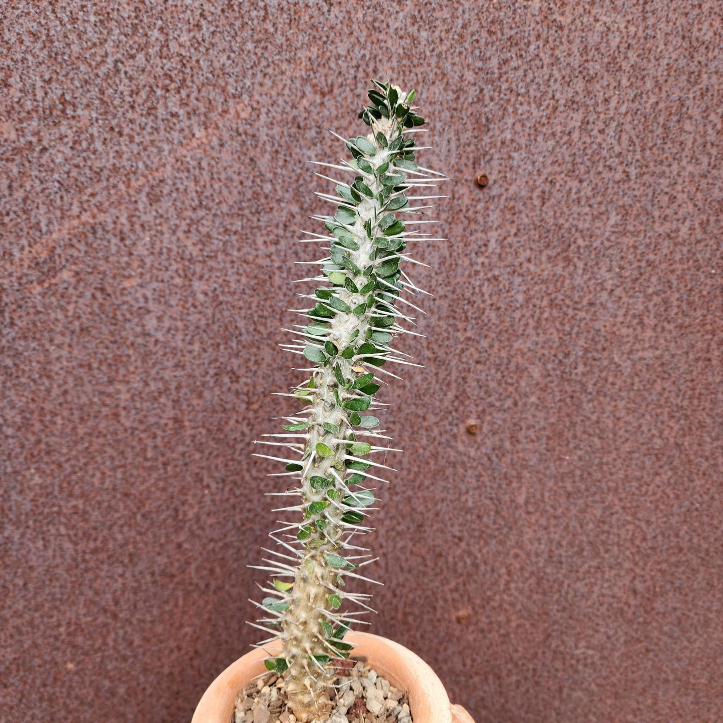 Alluaudia montagnacii