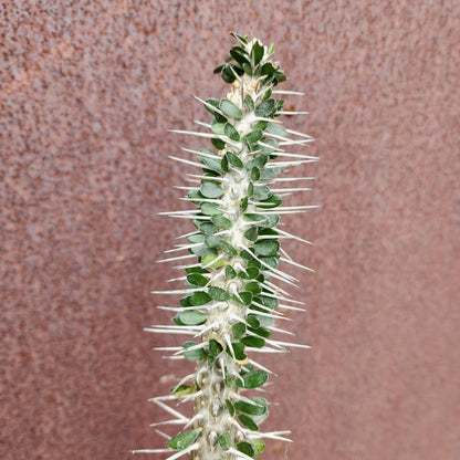 Alluaudia montagnacii