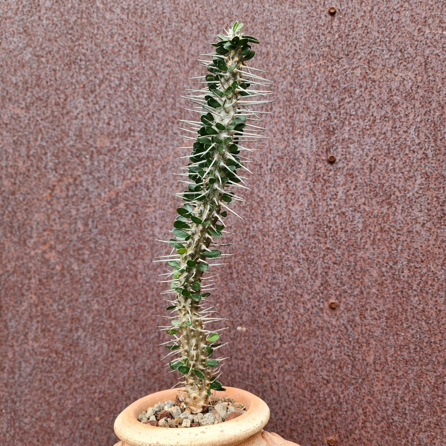 Alluaudia montagnacii