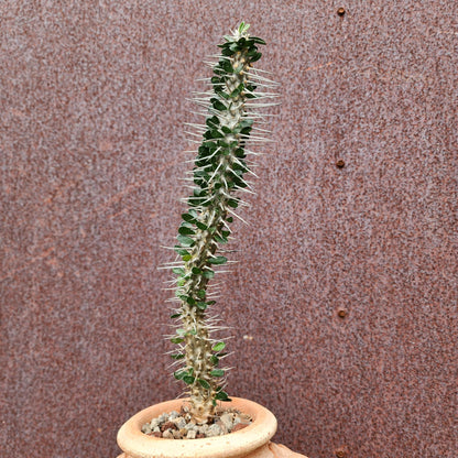 Alluaudia montagnacii