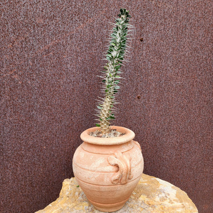 Alluaudia montagnacii