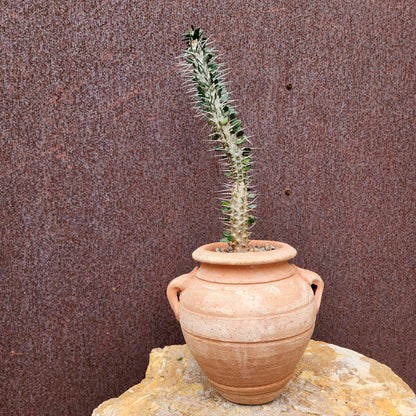 Alluaudia montagnacii