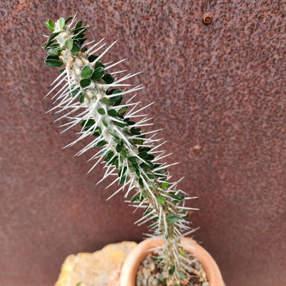 Alluaudia montagnacii