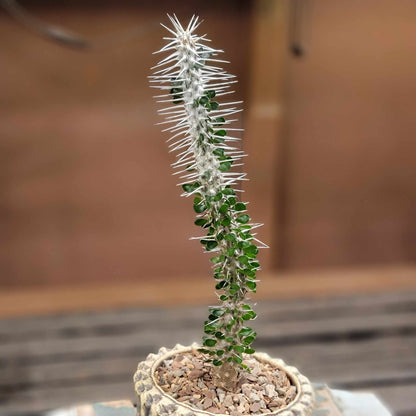 Alluaudia montagnacii