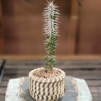 Alluaudia montagnacii