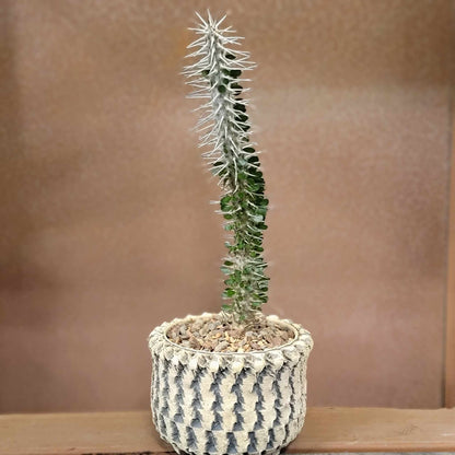 Alluaudia montagnacii