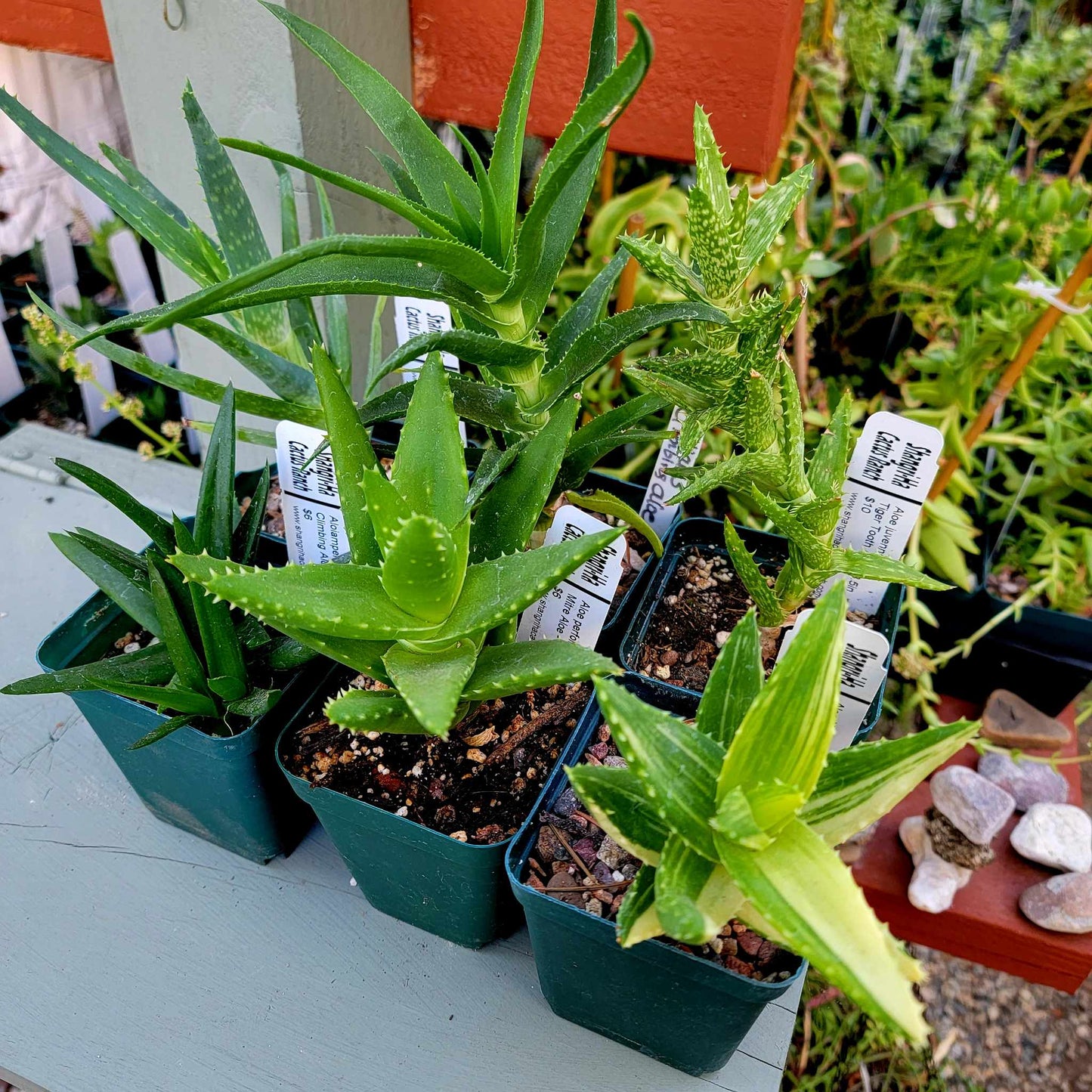 Aloe Bundle -  6 Aloe Varieties