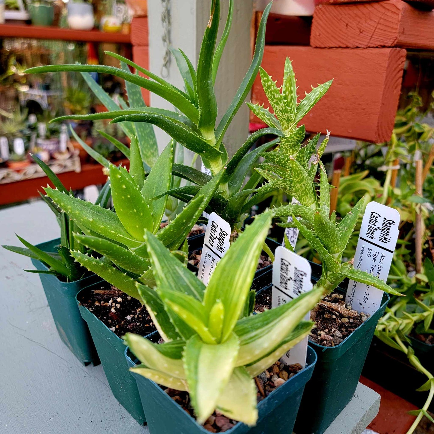 Aloe Bundle -  6 Aloe Varieties