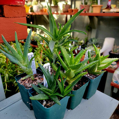 Aloe Bundle -  6 Aloe Varieties