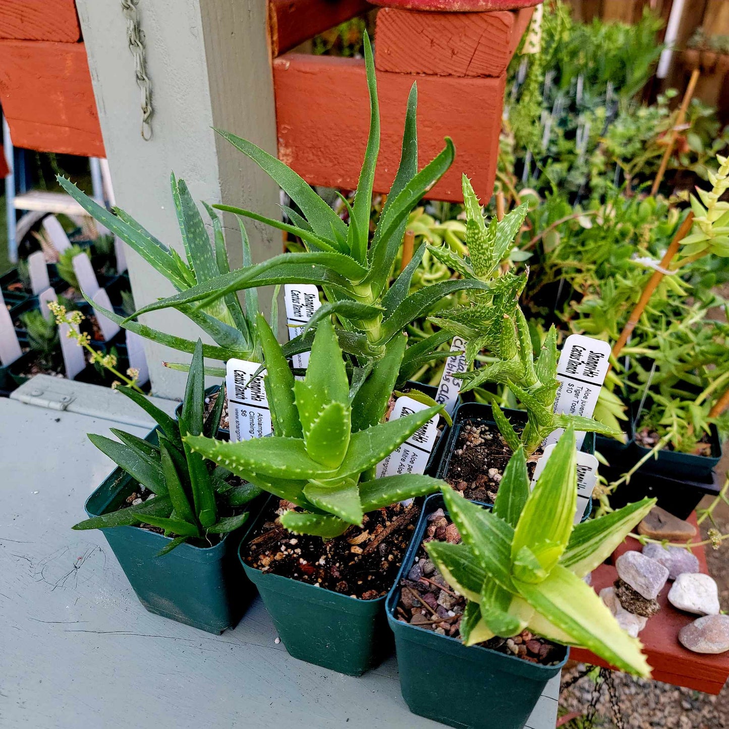 Aloe Bundle -  6 Aloe Varieties