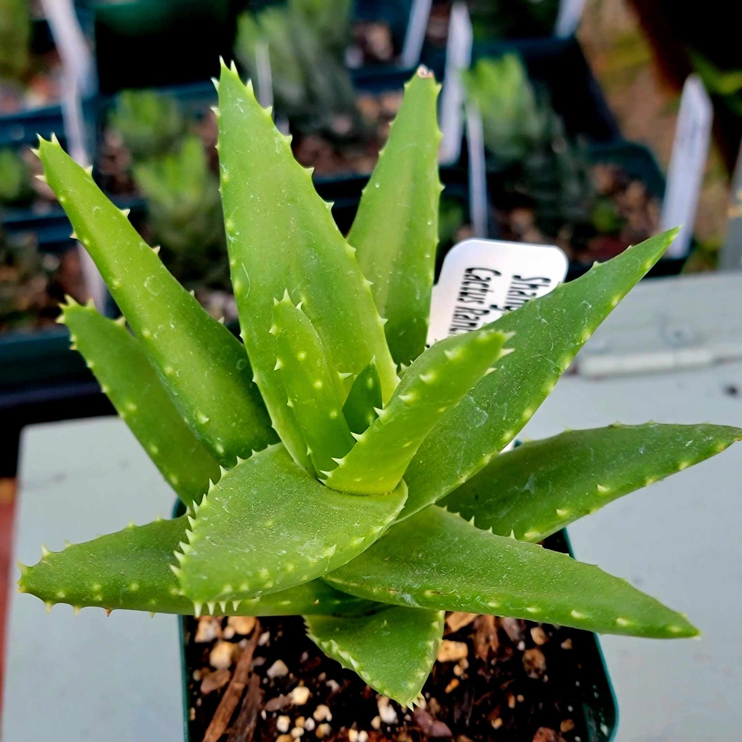 Aloe Bundle -  6 Aloe Varieties