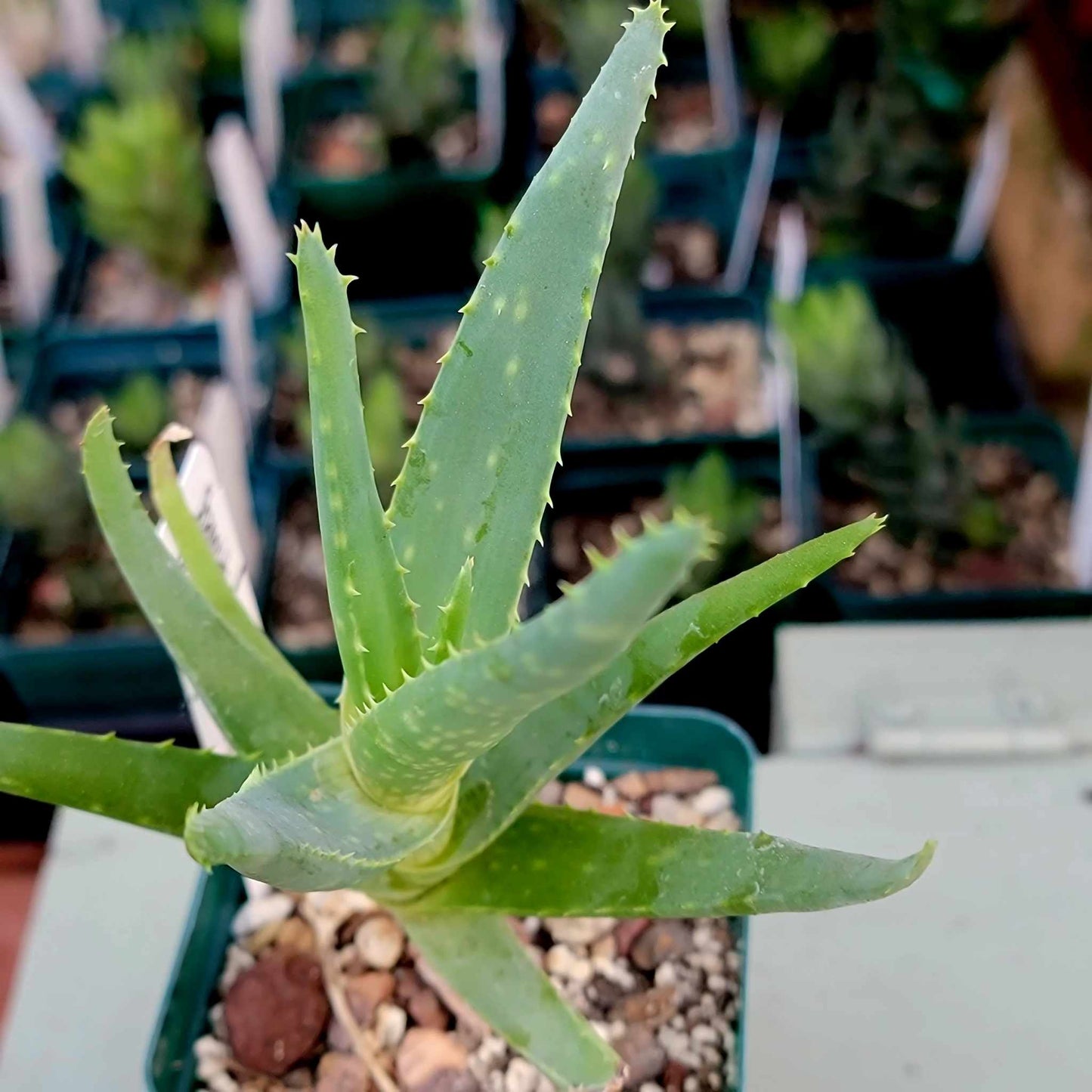 Aloe Bundle -  6 Aloe Varieties