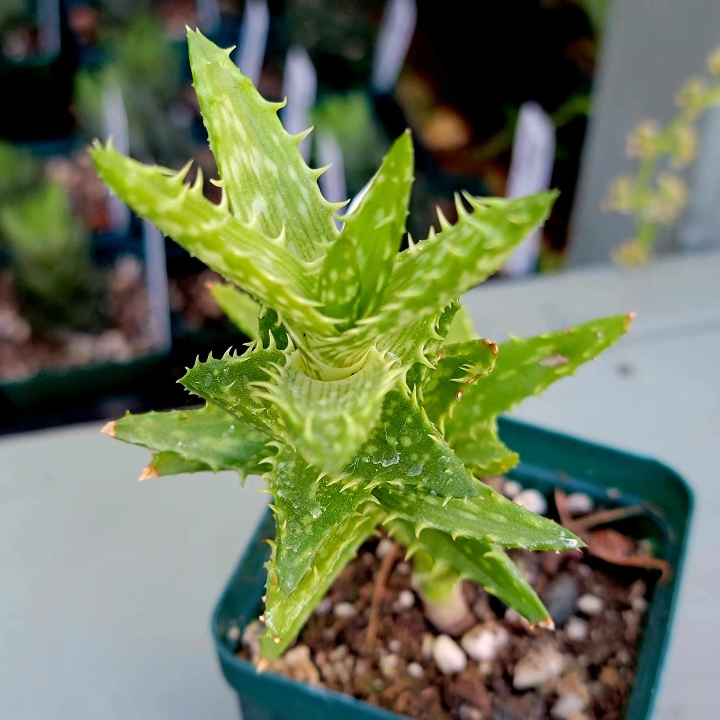 Aloe Bundle -  6 Aloe Varieties