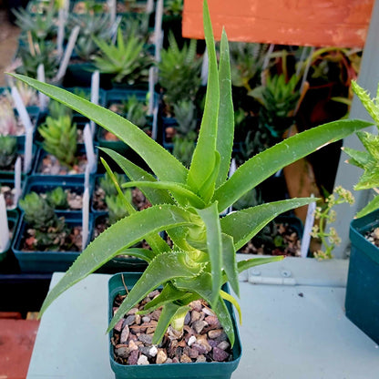 Aloe Bundle -  6 Aloe Varieties