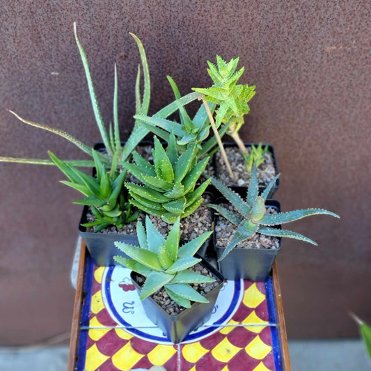 Aloe Bundle #2 -  7 Varieties