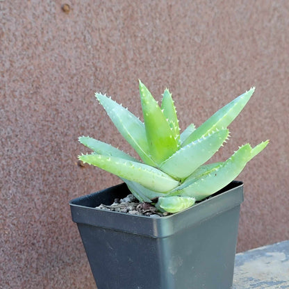 Aloe Bundle #2 -  7 Varieties
