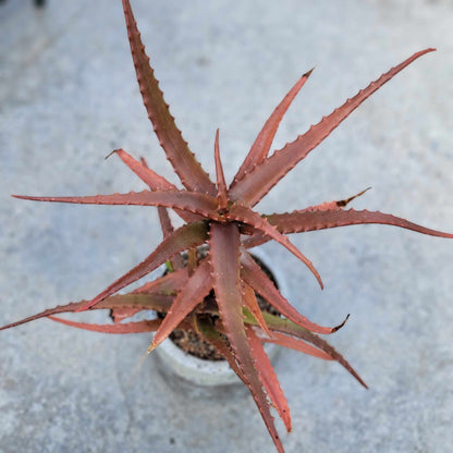 Aloe Cameronii - Red Aloe