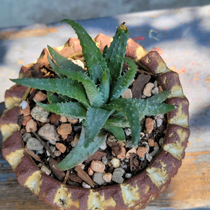 Aloe Humilis – Spider Aloe