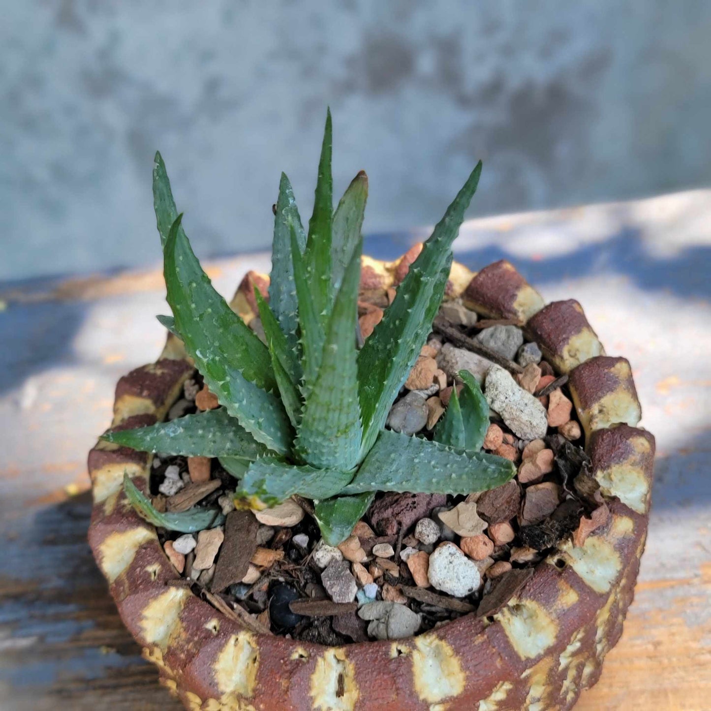 Aloe Humilis – Spider Aloe