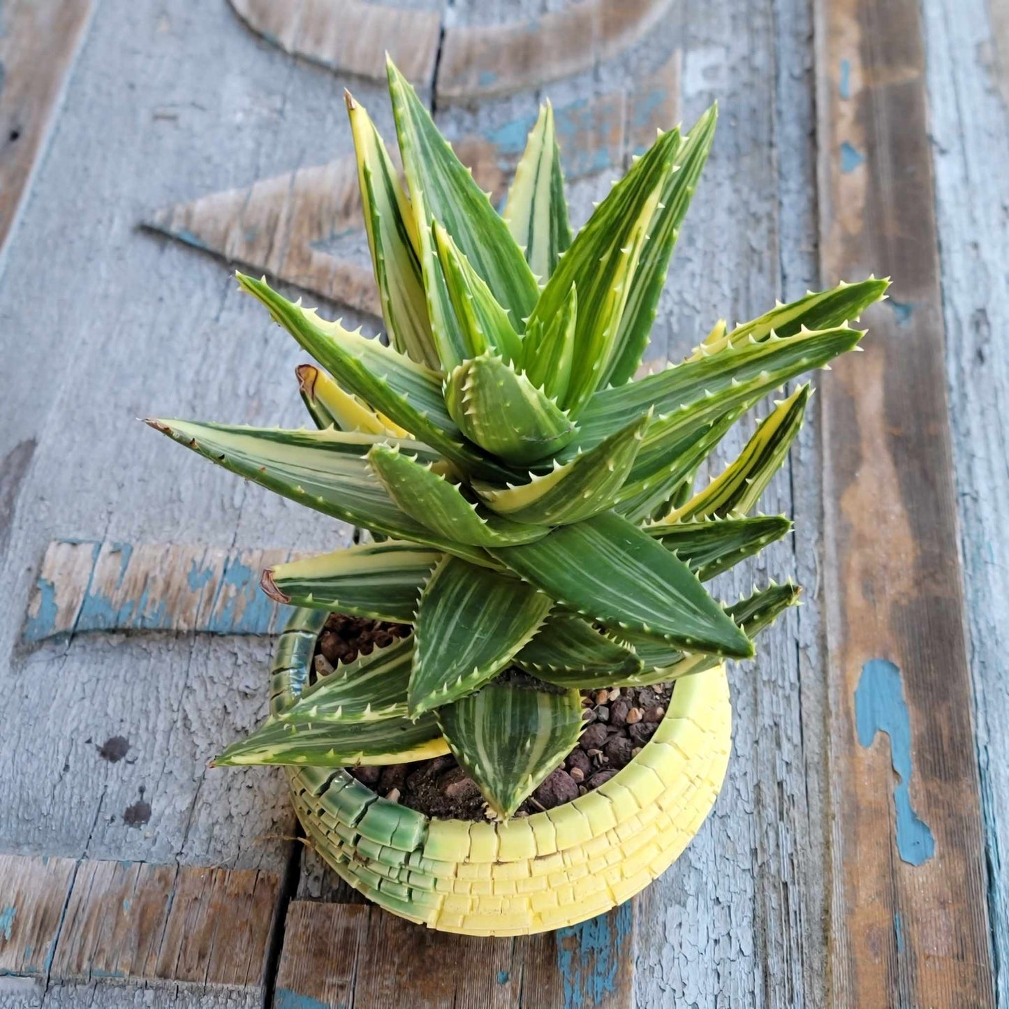 Aloe Nobilis 'Gold Tooth' variegata