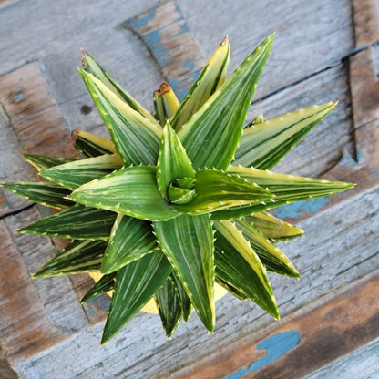 Aloe Nobilis 'Gold Tooth' variegata