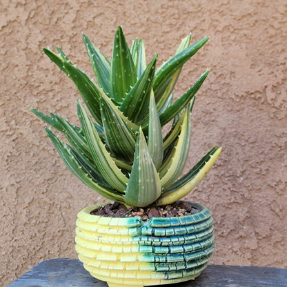 Aloe Nobilis 'Gold Tooth' variegata