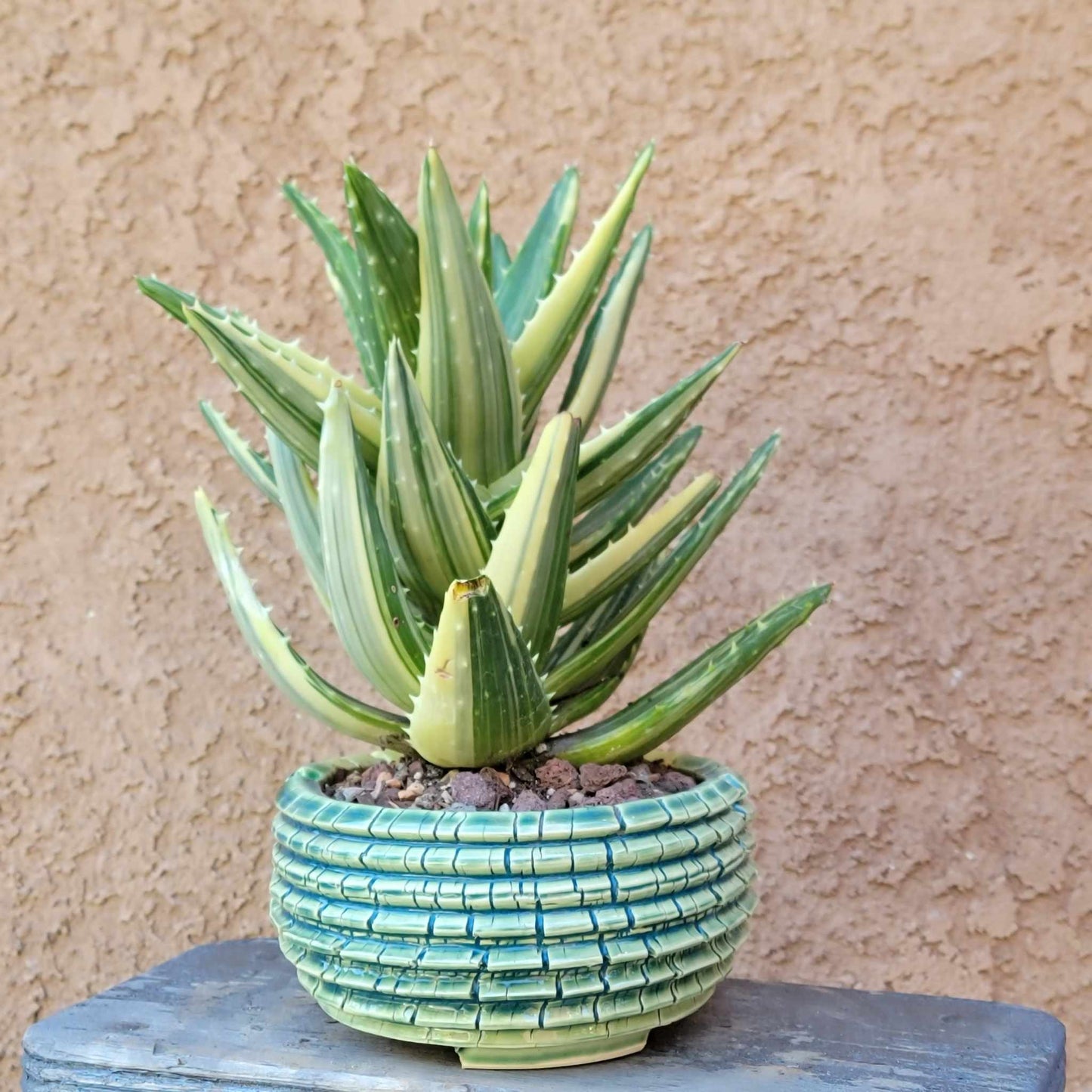 Aloe Nobilis 'Gold Tooth' variegata