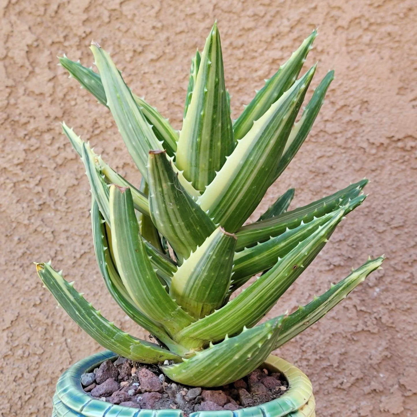 Aloe Nobilis 'Gold Tooth' variegata