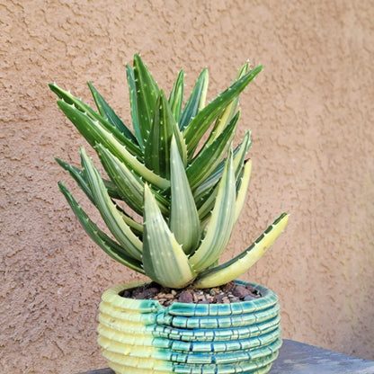 Aloe Nobilis 'Gold Tooth' variegata