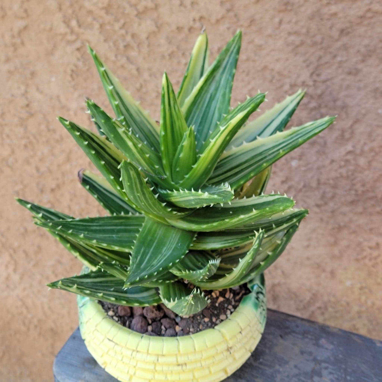 Aloe Nobilis 'Gold Tooth' variegata