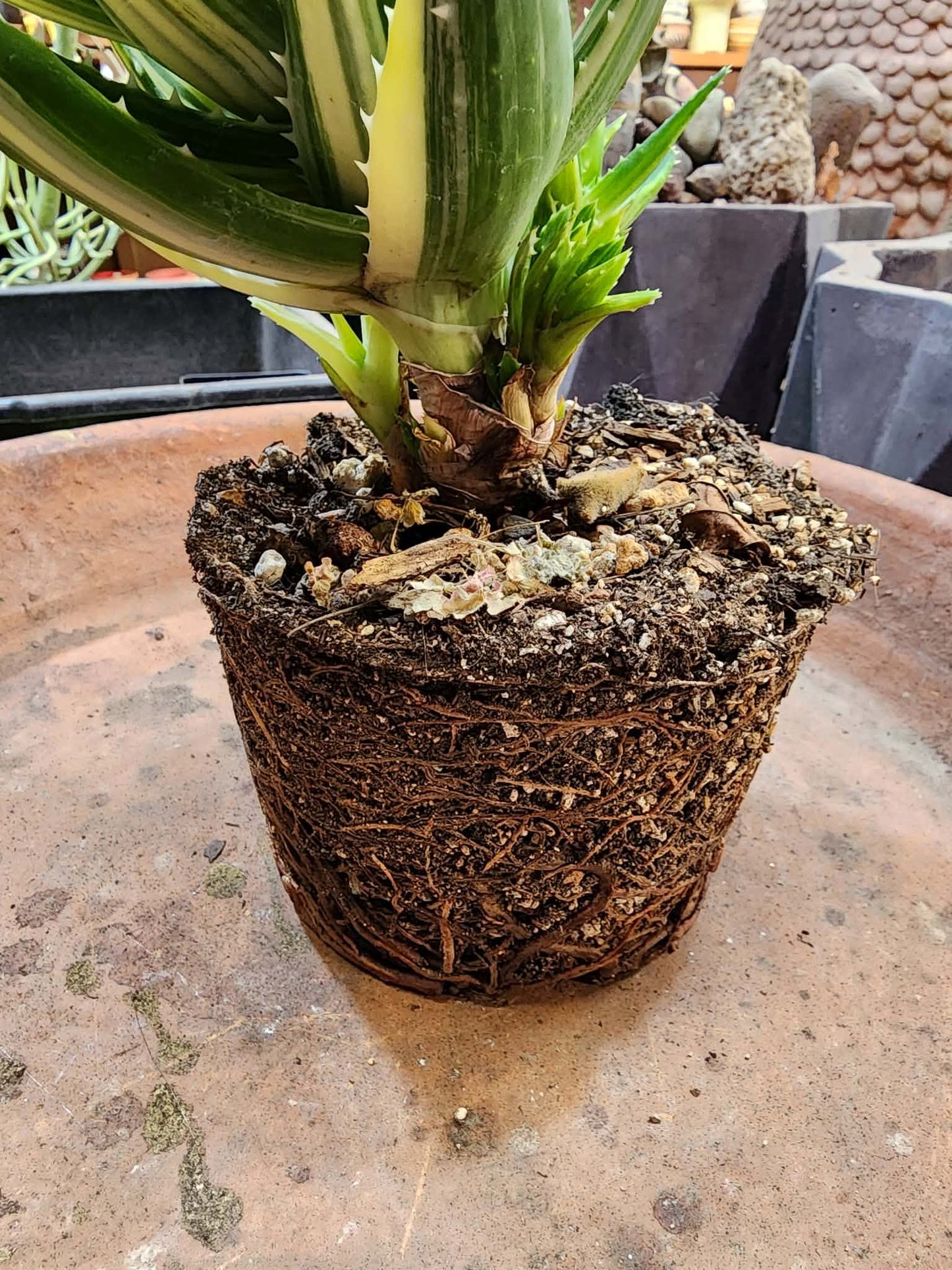 Aloe Nobilis 'Gold Tooth' variegata - Highly Variegated