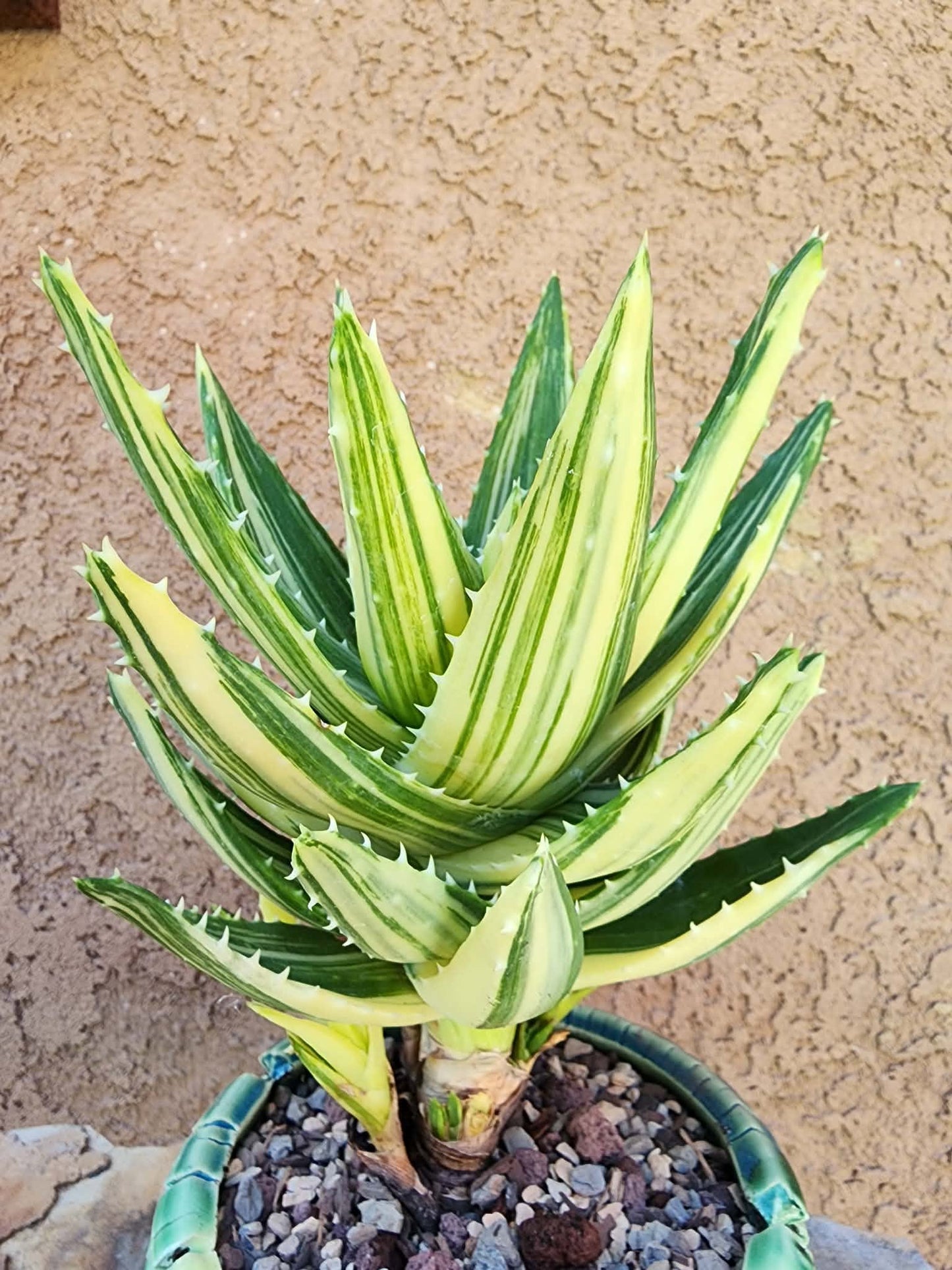 Aloe Nobilis 'Gold Tooth' variegata - Highly Variegated