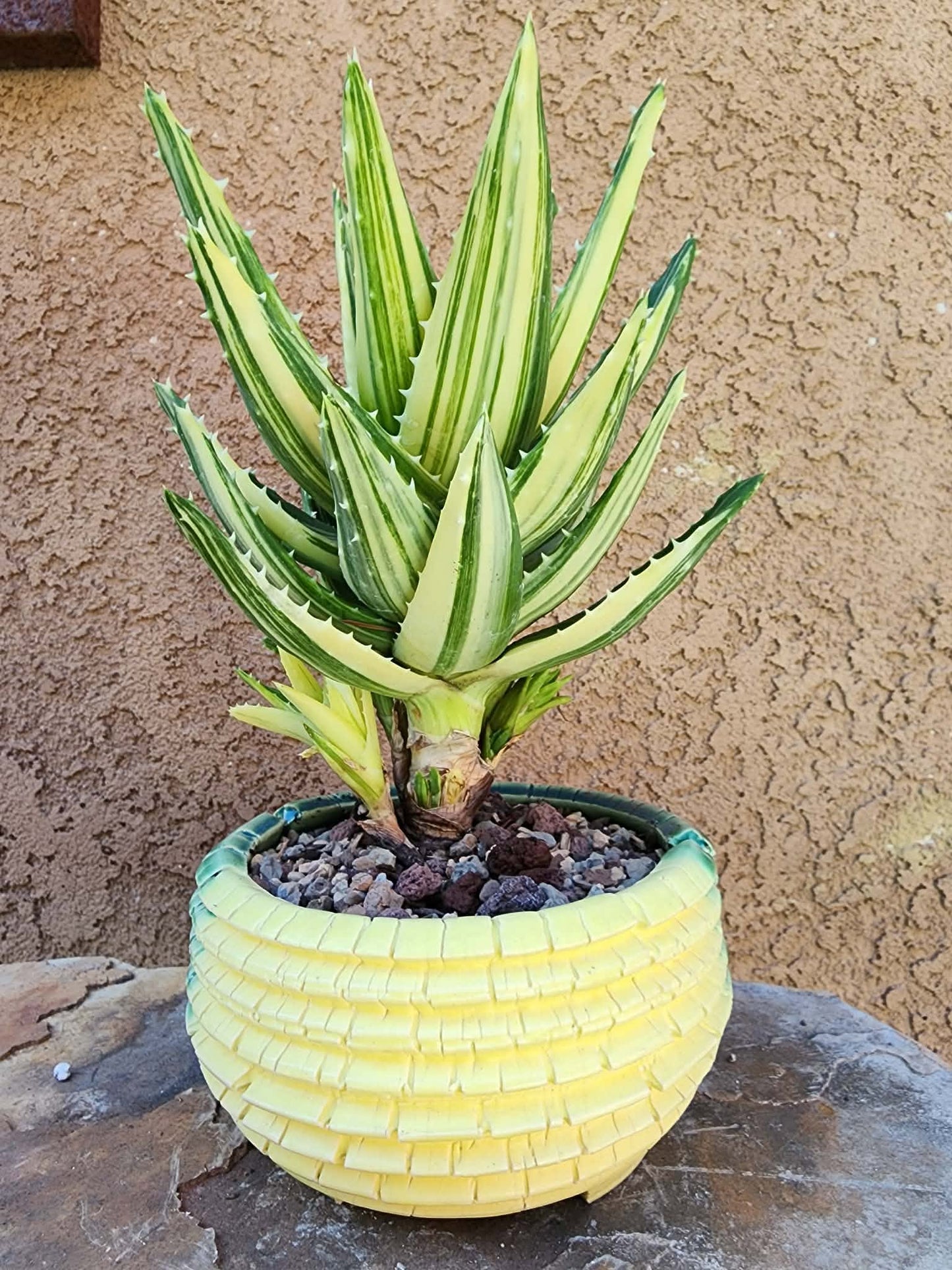 Aloe Nobilis 'Gold Tooth' variegata - Highly Variegated