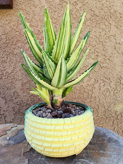 Aloe Nobilis 'Gold Tooth' variegata - Highly Variegated