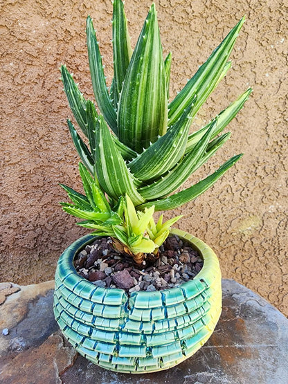 Aloe Nobilis 'Gold Tooth' variegata - Highly Variegated