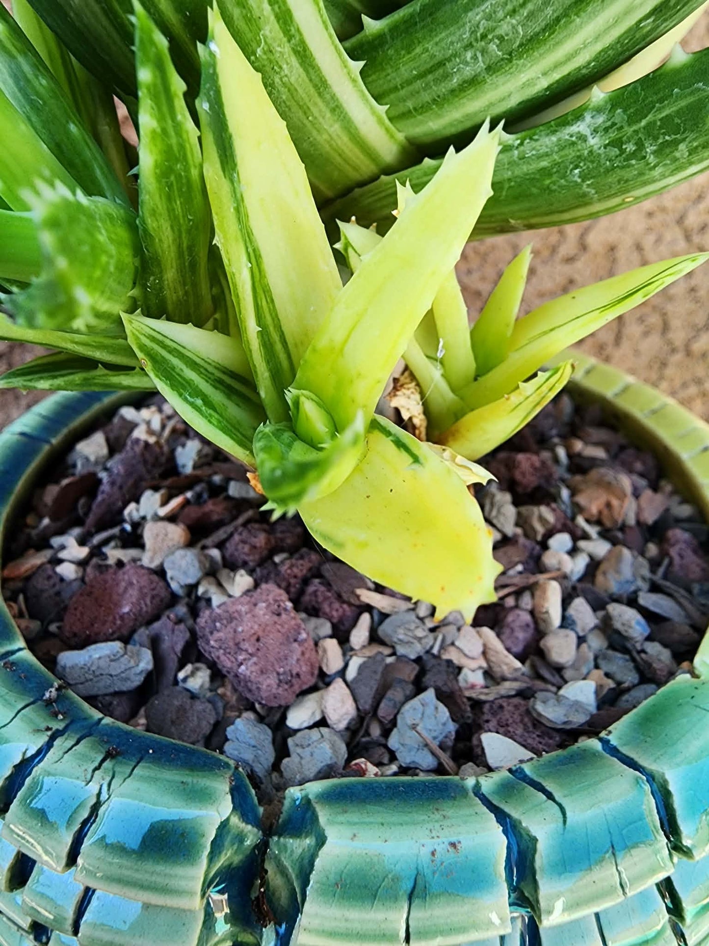 Aloe Nobilis 'Gold Tooth' variegata - Highly Variegated
