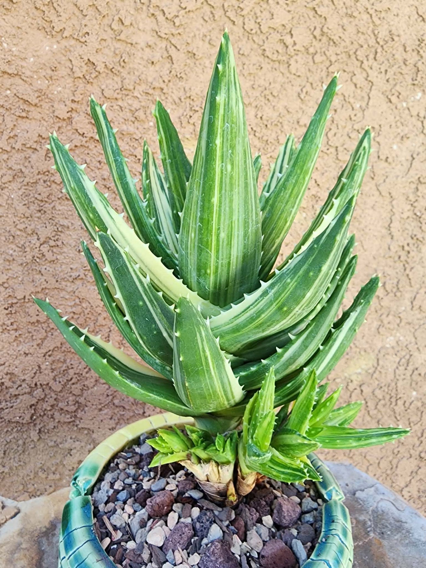 Aloe Nobilis 'Gold Tooth' variegata - Highly Variegated