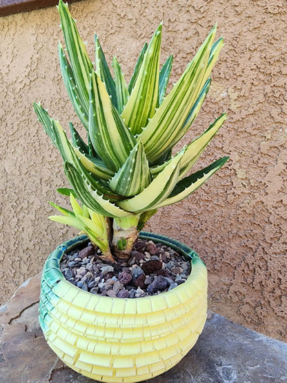 Aloe Nobilis 'Gold Tooth' variegata - Highly Variegated